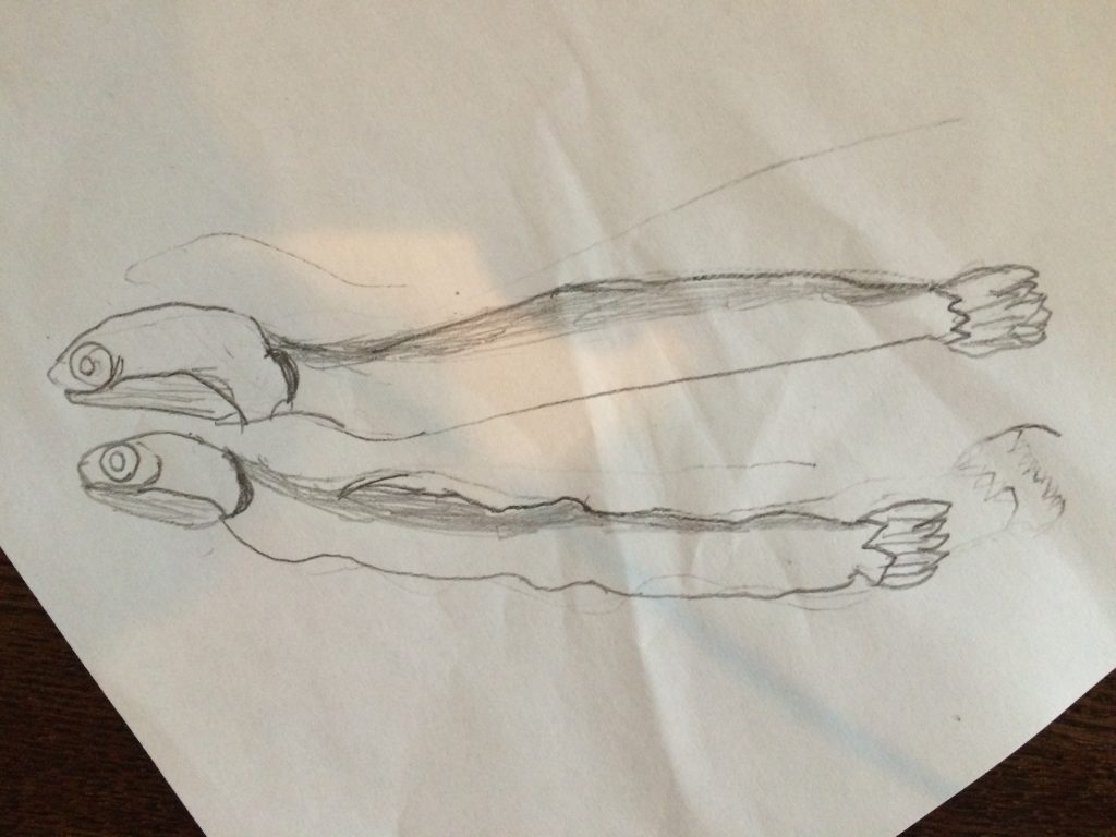 いりこイラスト