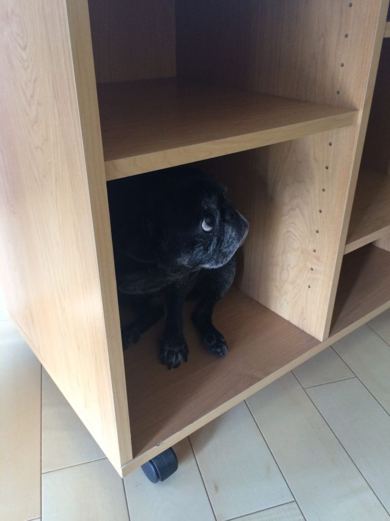 ロックが棚にはいってもうた! ロックが棚にはいってもうた!