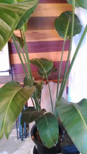 ラスク堂のシンボルプラント