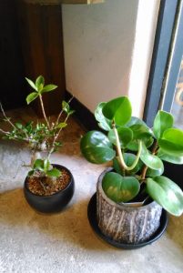 復活しつつある盆栽と長いものを伸ばしてきている植物