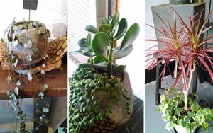 ラスク堂の植物たち