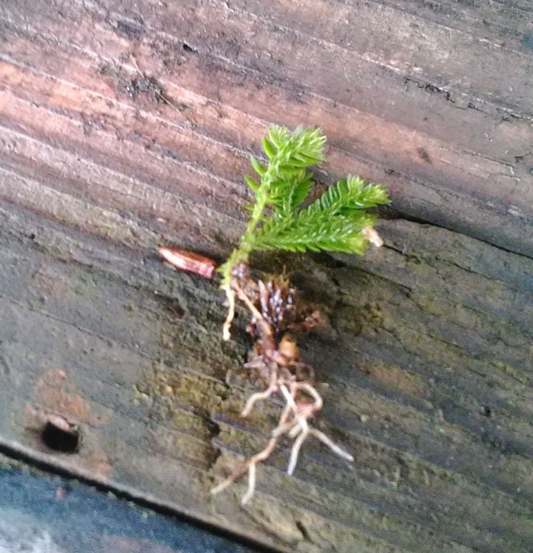 抜いたムクムクゴケ