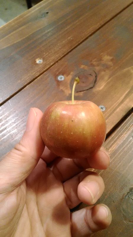 ひめりんご アルプス乙女