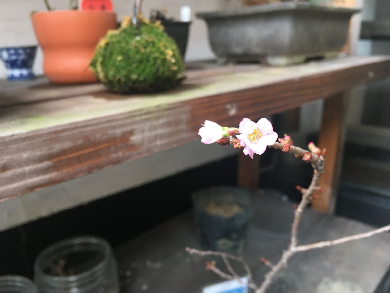 桜