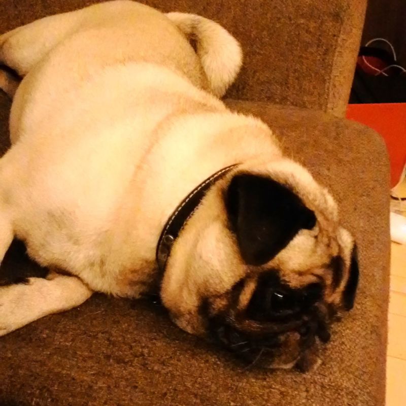 パグのドリアン