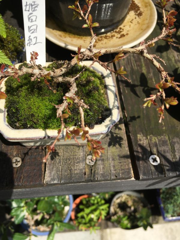 サルスベリ（サルスベリ）