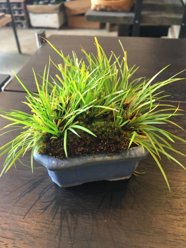 セキショウ掃除後