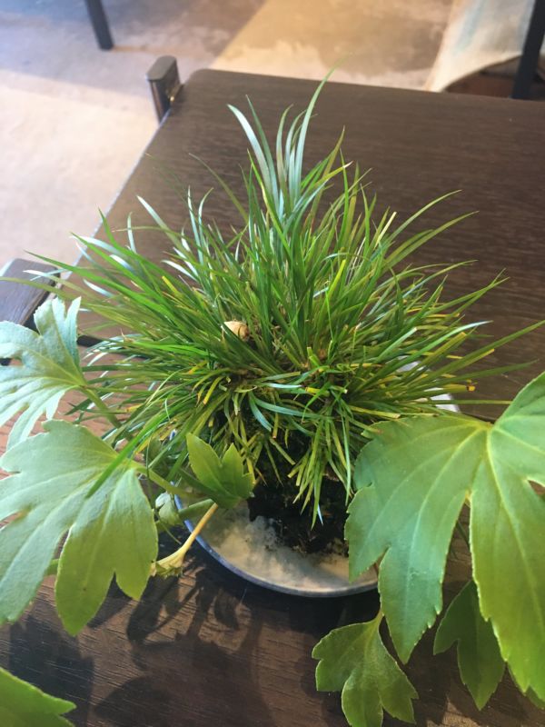 イワヤツデの苔玉 後