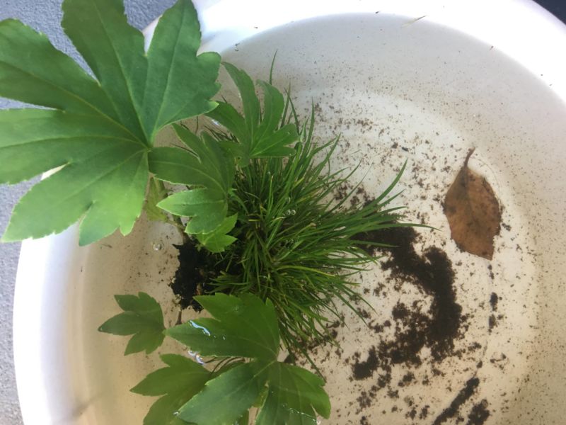 苔玉水につける