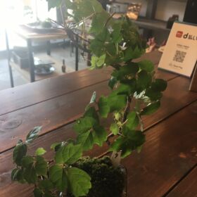 ナツツタに針金